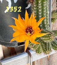 “1352” Rare Chamaecereus Lobivia Hybrids Rooted Plants Peanut Cactus