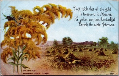 1909 Nebraska Golden Rod Corn Field Poem Postcard Williamson Haffner