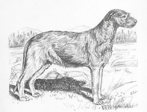 Irish Wolfhound - CUSTOM MATTED - 1962 Vintage Dog Art Print - Cook