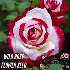 20 Bi-Color Red  White Rose Seeds   Elegant Garden Blooms for Striking Contrast
