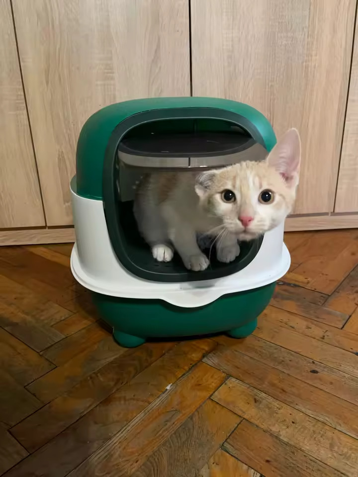 Toilette chat XXL fermée dôme bac litière géant plastique anti-odeur