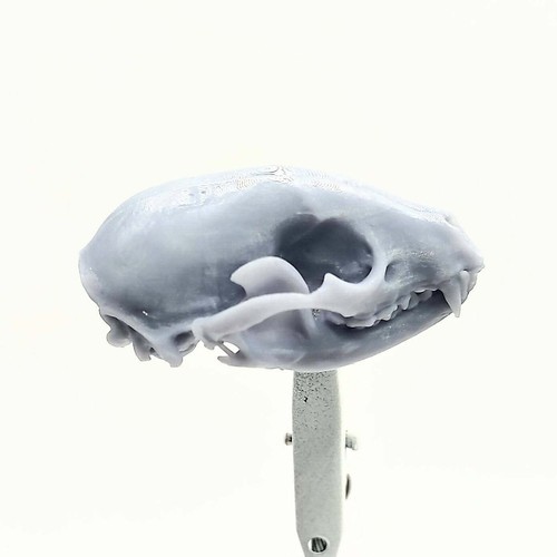 Raccoon Skull - 1:6 Scale skull replica for diorama dollhouse cabinet (1 skull) - Picture 4 of 6