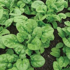 50+  SPINACH SEED, BLOOMSDALE LONG STANDING, HEIRLOOM, ORGANIC NON- GMO