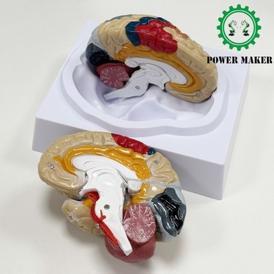 Brain Cortex Functional Localization Model, Human Brain Anatomy Model