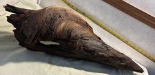 Large natural driftwood