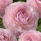 Ranunculus Siene Romance corms