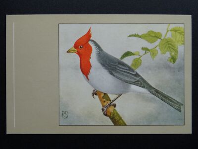Vogelmotiv REDCRESTED CARDINAL um 1950 Postkarte von P. Sluis Serie 3 Nr.36