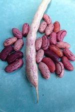Andean Bush Bean -  productive rose-colored pinto bean