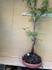 Dawn Redwood (Meta Sequoia) Deciduous Pre-Bonsai Tree,  Root Over Possibility  — photo 8
