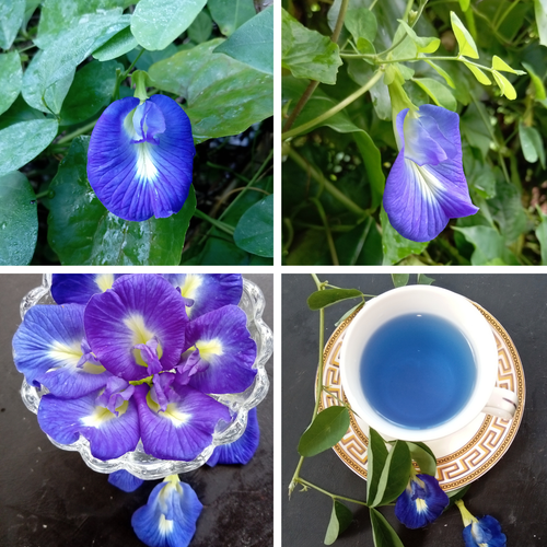 Butterfly Blue Pea Natural Organic Dried Flowers Herbal Drink Free