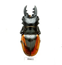 BEETLE, INSECT - H6611. Lucnidae: Odontolabis cuvera fallaciosa- 75MM, VIETNAM