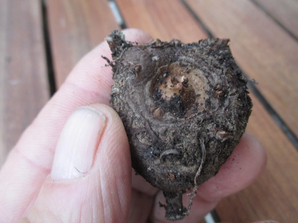 Amorphophallus 4 verschiedene Arten