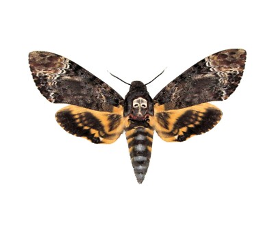 Acherontia lachesis ONE REAL SILENCE OF THE LAMBS DEATH'S HEAD MOTH WINGS CLOSED