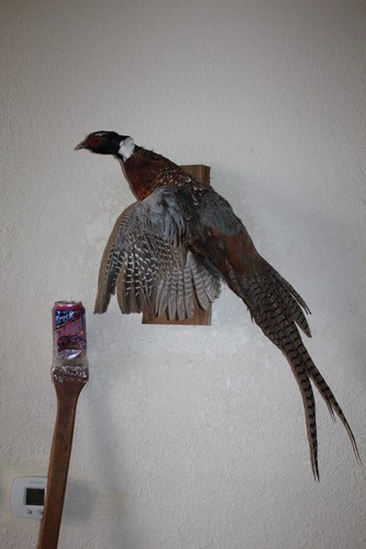 Flying Chinese Ringneck Pheasant Hen Rooster Taxidermy Log Cabin Decor Mount