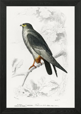 RedFooted Falcon Falco Ruf Framed Wall Art Poster Canvas Print Picture