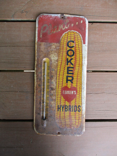 Vintage Coker's Hybrids Seed Corn Thermometer Metal Sign