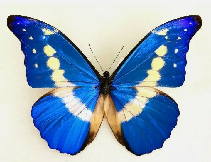 LOT OF 2 MORPHO HELENA MALE A- GOOD CONDITION UNMOUNTED WINGS CLOSED PERU.
