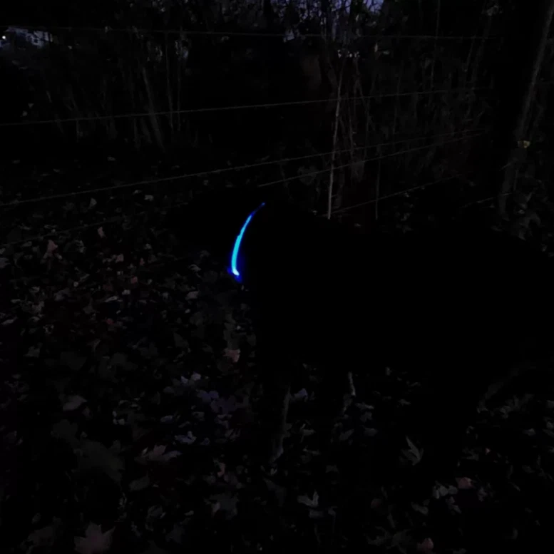 Coastal Pet Coastal USB Light-Up Neck Ring, Blue, 24 in. Maximum - Image 4 of 4