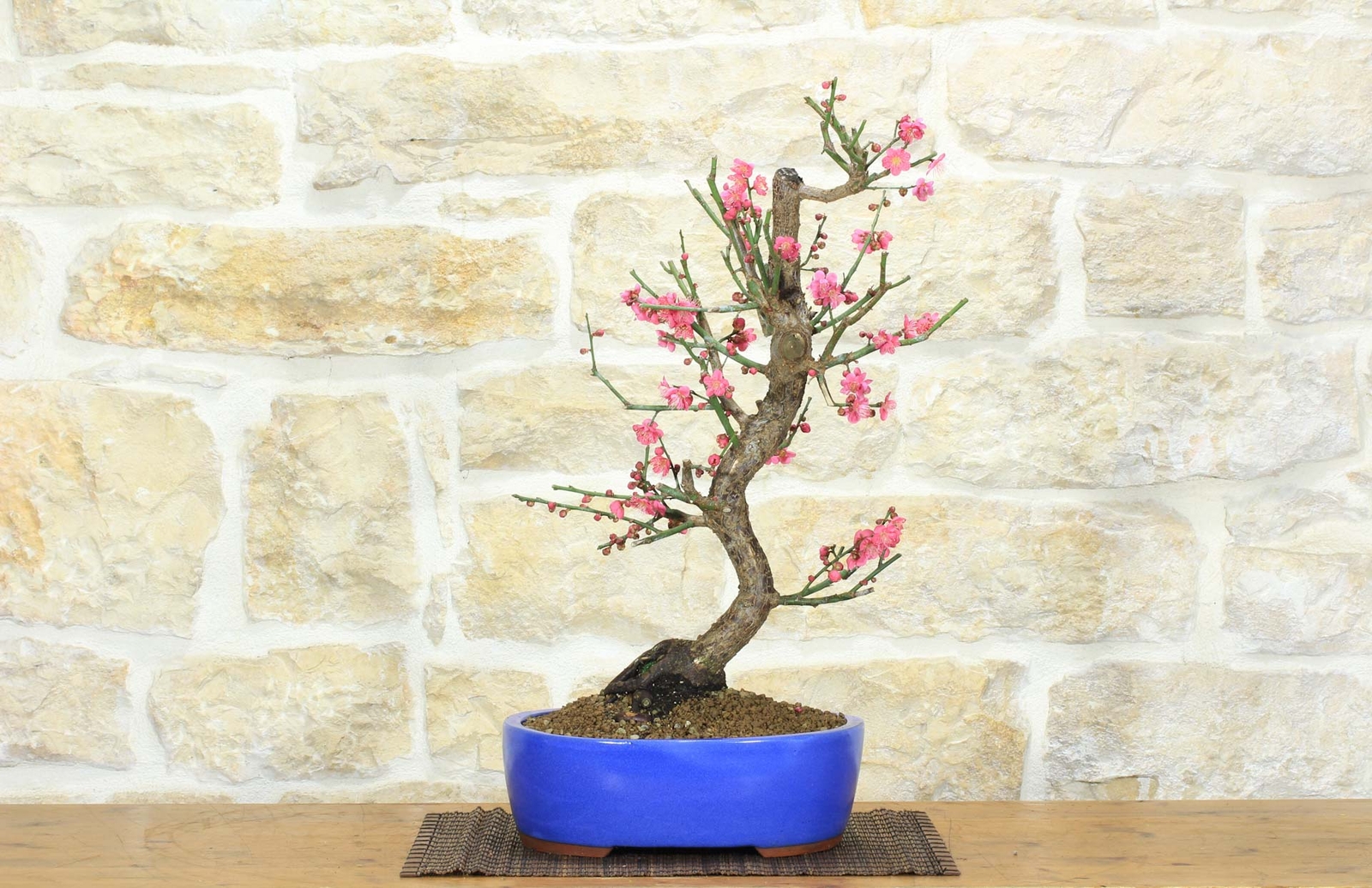 Bonsai di Prunus Mume (13)