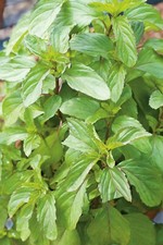 Peppermint Seeds 200 Fresh Garden Herb Seeds Mint Plant UK Indoor Outdoor Hardy