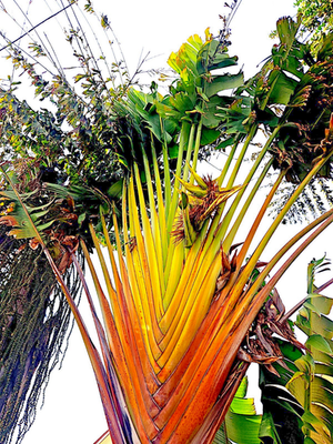 TRAVELERS PALM TREE SEEDS (Ravenala madagascariensis) Bird of Paradise Plant  | eBay