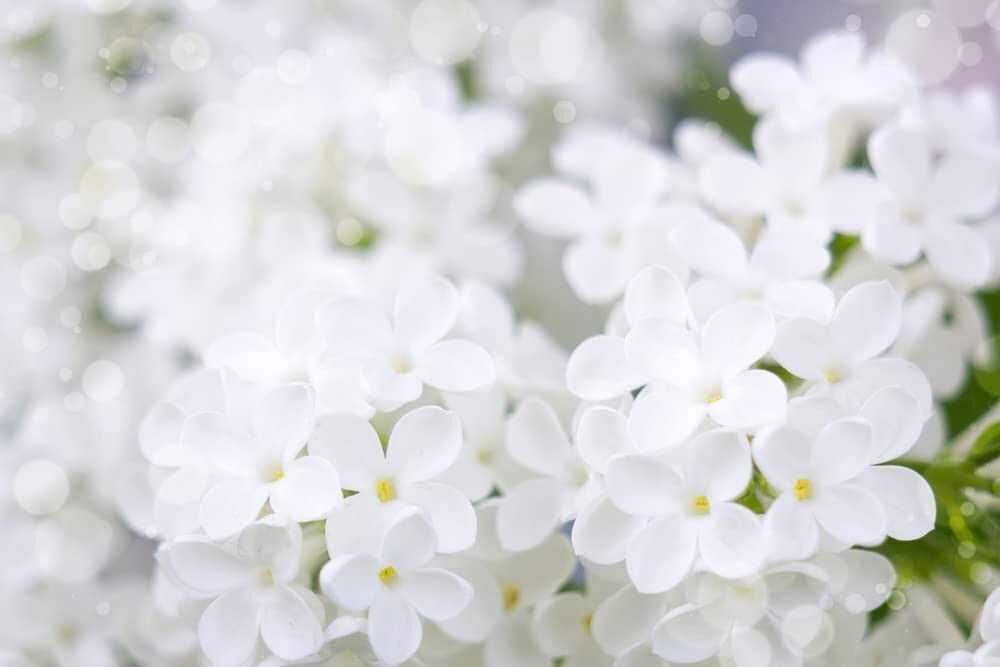 25 White Japanese Lilac Seeds (Extremely Fragrant) | eBay