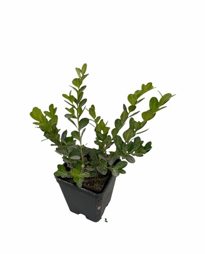 5 Piante di Buxus Rotundifolia in Vaso 7cm, Ideale per Siepi o Bordure - Foto 3 di 4