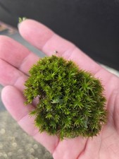 Live Moss Assortment for Terrarium Vivarium Fairy Garden Decor