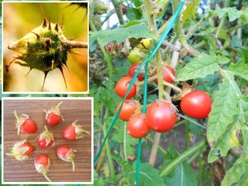 Litschi-Tomate Pflanze für die Wohnung drinnen Zimmerpflanze gross pflegeleicht