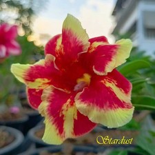 NEW Adenium Obesum Desert Rose "Stardust" 150 seeds very fresh viable
