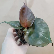 Rare Philodendron Red Heart – Exotic Tropical Houseplant – Live Plant in 3” Pot