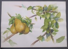 North Macedonia/2005/Original Drawing/Artwork/FDC/Flora/Fruit/Pear