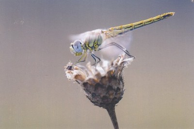 Postkarte Nahaufnahme Studie der Libelle [Insekt] Meine Ref QN