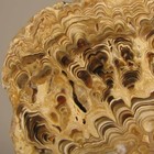 3.6" Polished PETRIFIED CALCITE WOOD Fossil Slice Slab - Irfoud, Morocco — photo 5
