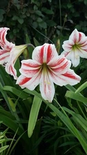 Amaryllis - Hippeastrum- 5 Bulbs Plus  2021 White with Red Stripes Outdoor Type