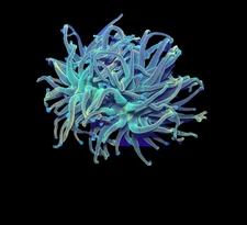 WYSIWYG OG Master Torch Live Coral – Frag Euphyllia LPS for Reef Aquarium