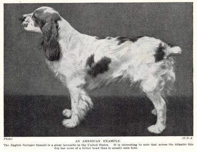English Springer Spaniel - 1934 Vintage Dog Art ''Photo'' Print - CUSTOM MATTED