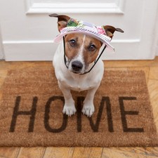 Chapeau De Soleil Chien Casquette Pour Petite Taille Animaux Compagnie D'été