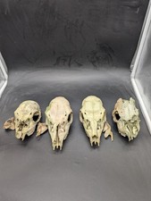 British Fallow And Roe Skull Bundle Taxidermy #6
