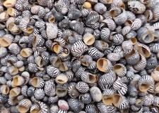 Zebra Nerite Seashells Black White (approx. half cup +/-850 shells 0.25+ inches)