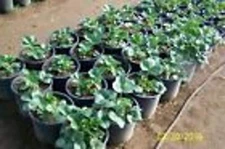 Organic Strawberry plants -- Monterey -  1" bare root 10  count U.S.A