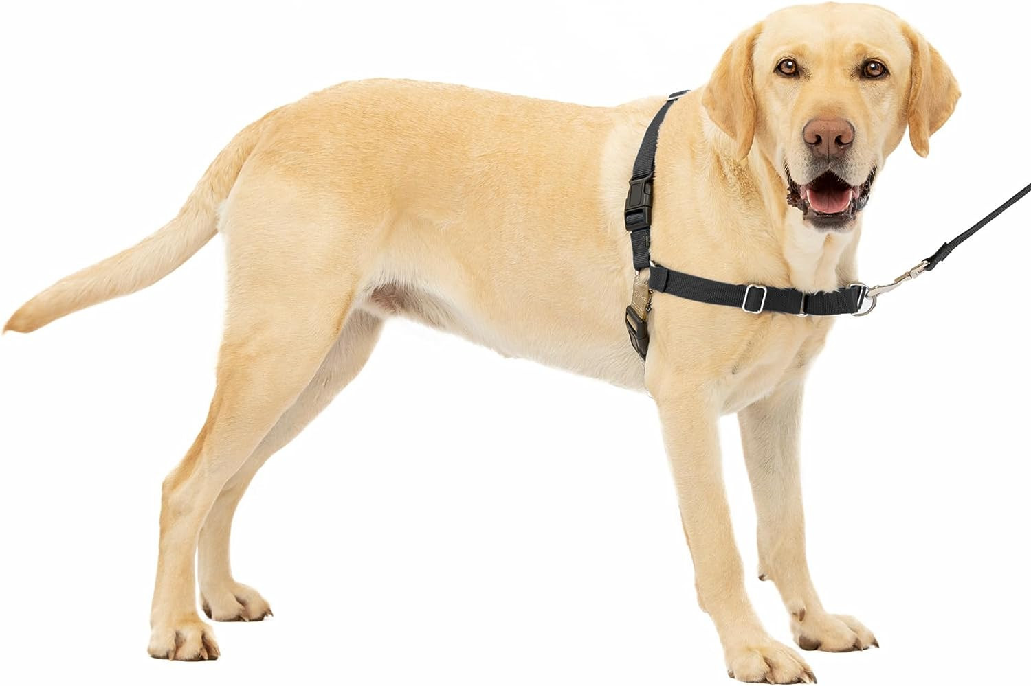 Easy Walk No-Pull Dog Harness - the Ultimate Harness to Help Stop Pulling - Take