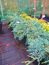 Juniper Blue Carpet - horizontal growth,  7litre, 18inch spread