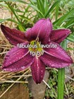 Fabulous Favorite Daylily