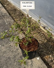 2x Kolwitzia amabilis 'Pink Cloud' Vigorous Deciduous Shrub In 2