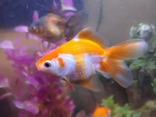 oranda goldfish live aquarium fish approximately 1 to 2 inches