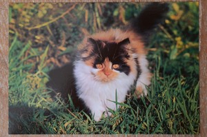 Vintage Cat Postcard Kruger Long Haired Tortoiseshell White