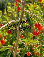 Gogi Berry Rooted Plants with Gogi Berry Leaves Produces Flowers Berries X2