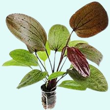 Amazon Sword Echinodorus Ozelot Red Live Aquarium Plants BUY 2 GET 1 FREE