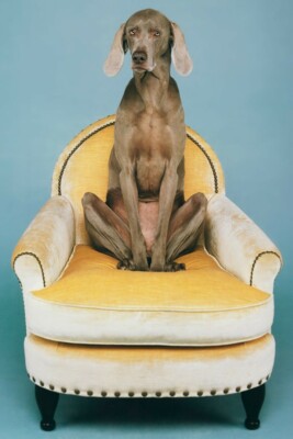WILLIAM WEGMAN 'Yoga', 2018 SIGNED Limited Edition Color Dog